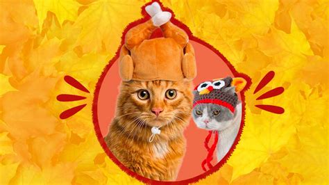 7 Thanksgiving Cat Outfit Options For The Cats Who Love To Steal The Show - DodoWell - The Dodo