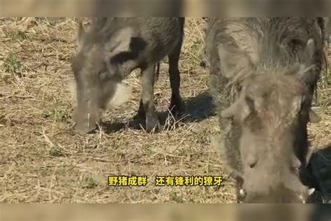 凶猛老虎大战巨型野猪，野猪脊椎被瞬间咬断，场面惨不忍睹野猪脊椎瞬间