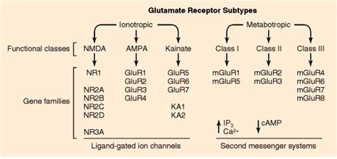 Metabotropic Receptors Modulate Synaptic Transmission Basic