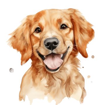 Golden Retriever Cachorro Perro Acuarela Png Dibujos Perro Cachorro