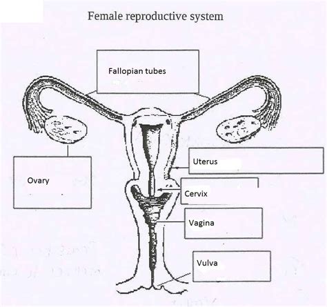 Female Reproductive System Diagram Color