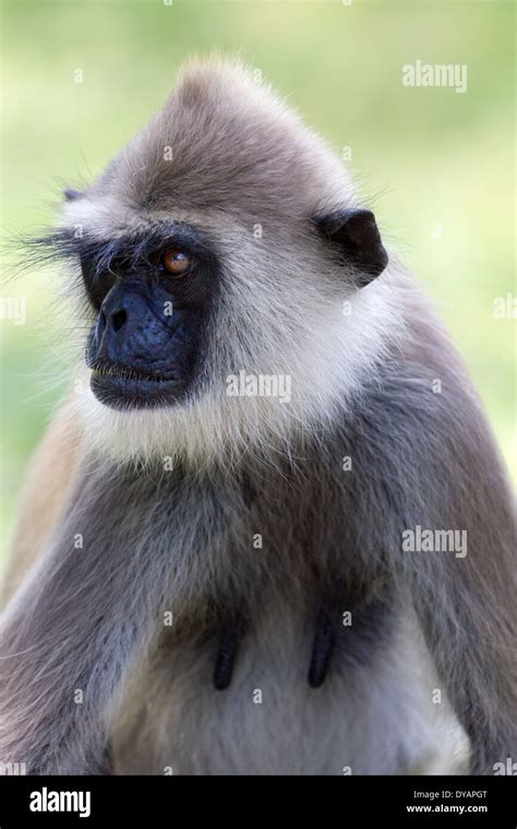 Grey Langur monkey in Anuradhapura, Sri Lanka 3 Stock Photo - Alamy