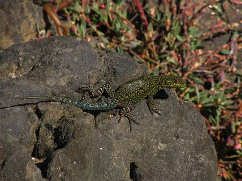 Lagartija/ Lizard | Una lagartija tenue macho (Liolaemus ten… | Flickr