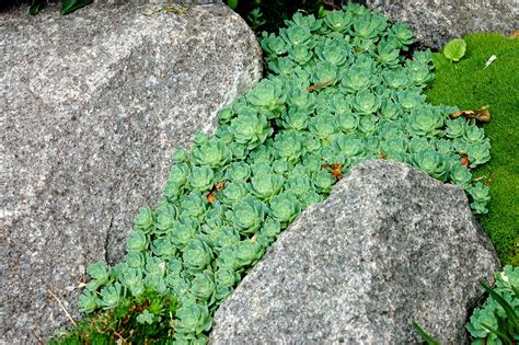 Wild Ginger Farm News Blog Crevice Plants