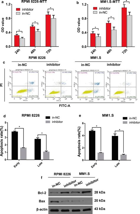 Inhibition Of Mir 302b Promoted Cell Proliferation And Suppressed