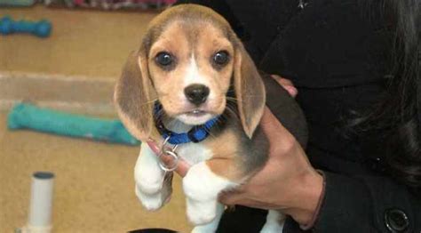 Adopt A Beagle Puppy | PETSIDI