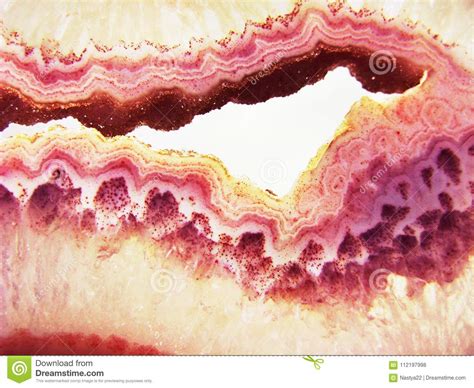 Extracto Geol Gico De Los Cristales Del Cuarzo De La Gata Del Detalle