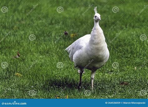 Leucistic Indian Peacock in Polish Park Stock Image - Image of life ...