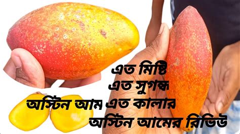 অসটন আমর রভউ অসটন আম এত মষট আগ দখন osten mango habi