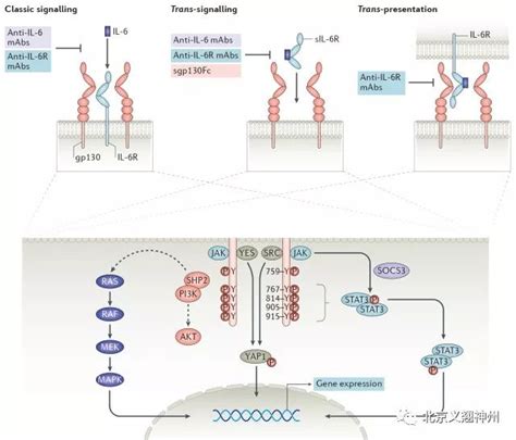 Interleukinil Sam Note