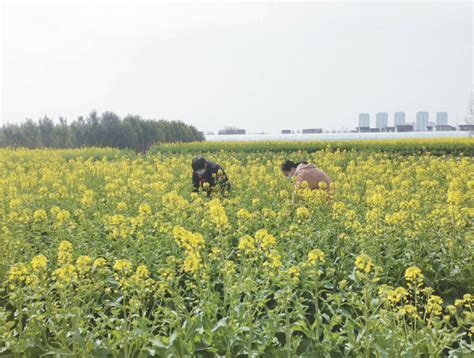 农技专家下田指导油菜管理 海门日报