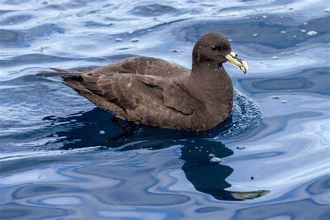 White-chinned Petrel in Australasia 25930413 Stock Photo at Vecteezy