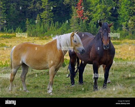 Italian Heavy Draft Rapid Heavy Draft And Haflinger Horse Two Horses