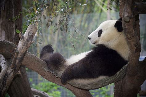 Sleeping Panda