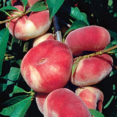 Stark® Saturn Peach Peach Trees Stark Bros