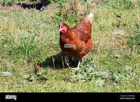 Lohmannhuhn Hi Res Stock Photography And Images Alamy