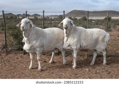 Van Rooy Sheep: Over 6 Royalty-Free Licensable Stock Photos | Shutterstock