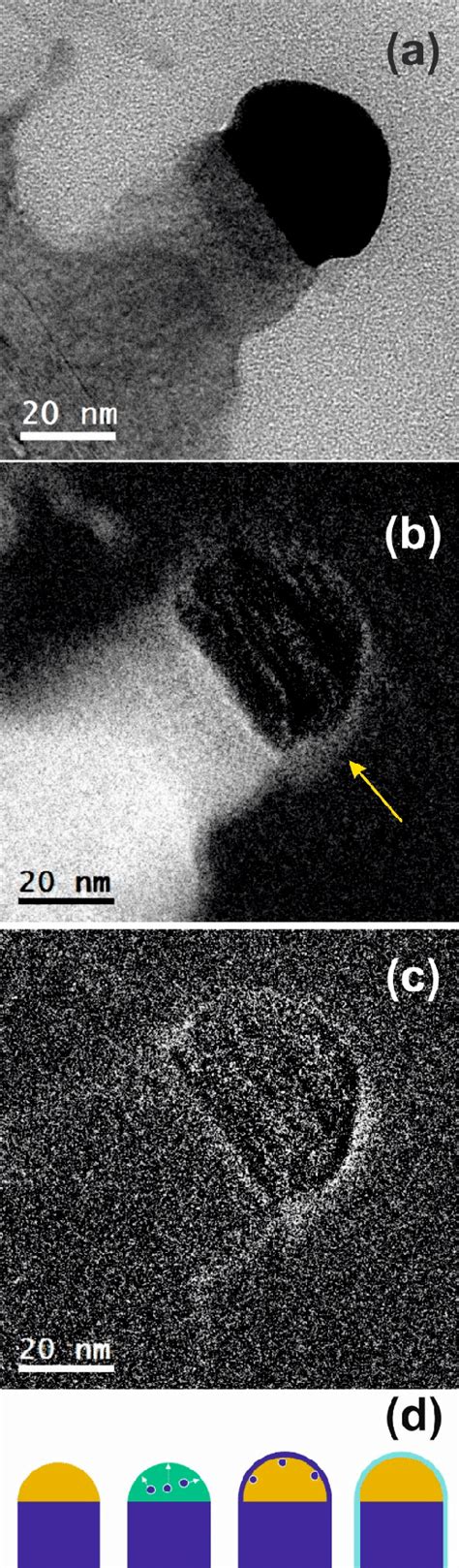 Transmission Electron Microscopy Tem Micrograph Acquired In Bright