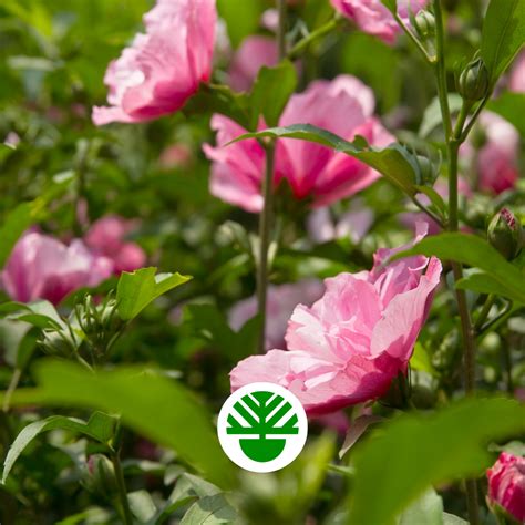 Hibiscus Syriacus Duc De Brabant Pe Trunchi Cosula Peisagistica Boto Ani