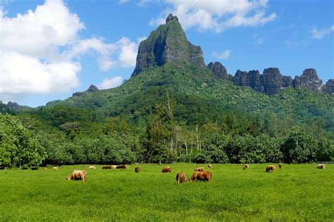 Moorea une île incontournable en Polynésie