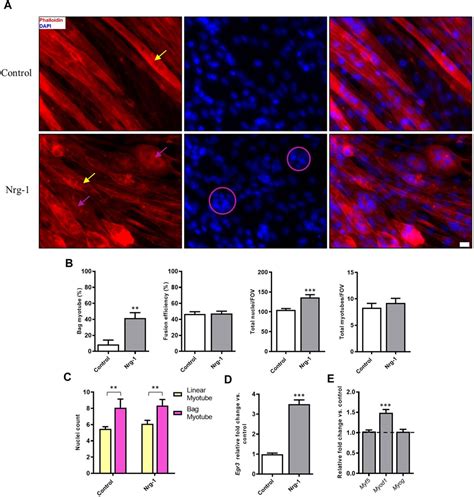 Frontiers Neuregulin 1 Drives Morphological And Phenotypical Changes