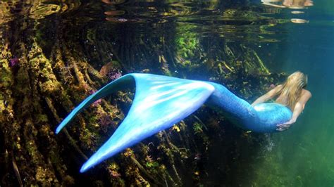 Aquarium Birthday: Spy a Mermaid in the Tropical Tank – NBC Los Angeles