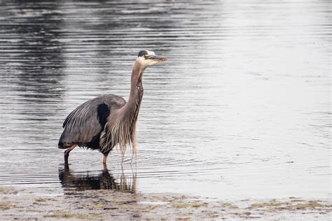 Great Blue Heron Bird Free Photo On Pixabay Pixabay