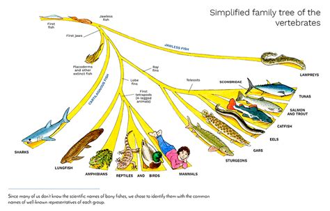 First Vertebrates To Evolve