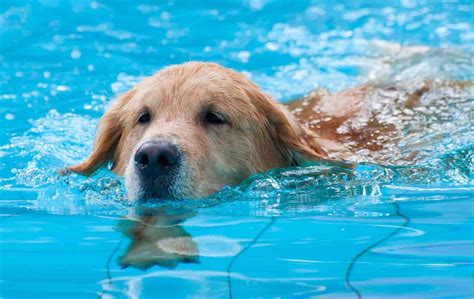 What other materials can be used to make a DIY dog pool?