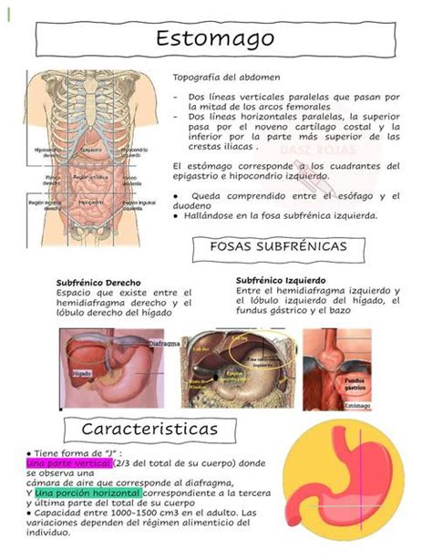 Estómago Dasz rojas uDocz