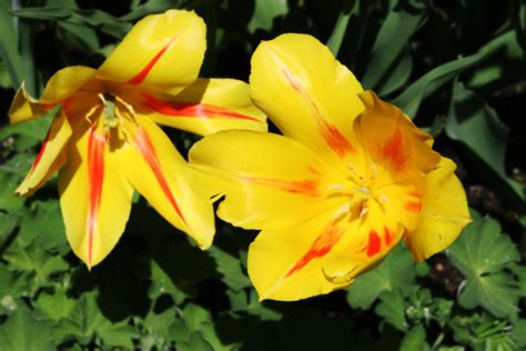 Free Flor Cempas Chil Amarillo Para Colorear Photos Pictures FreeImages