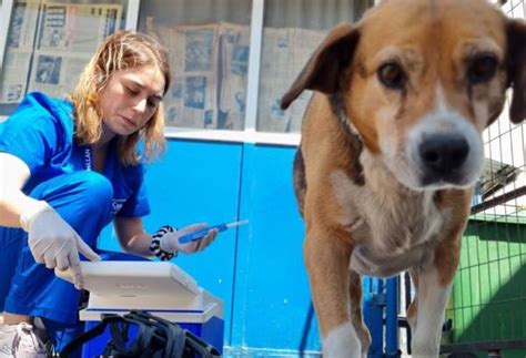 Animales buscan un hogar Jornada de adopción se realizará este sábado