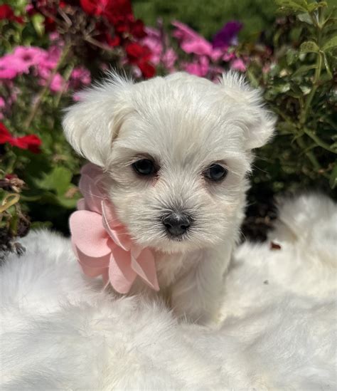 Teacup Maltese Puppies For Adoption