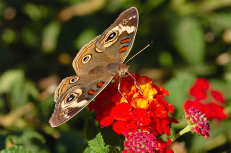 Buckeye Butterfly Pictures