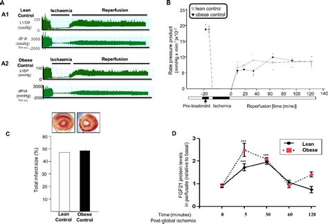 Pdf Novel Insights Into The Cardio Protective Effects Of Fgf21 In