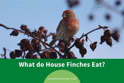 What do House Finches Eat? - Sonoma Birding