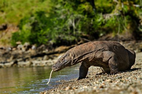 Komodo National Park (Official GANP Park Page)