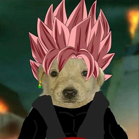 Goku Black Dog Icon En 2022 De Foto A Caricatura Chistes Graciosos