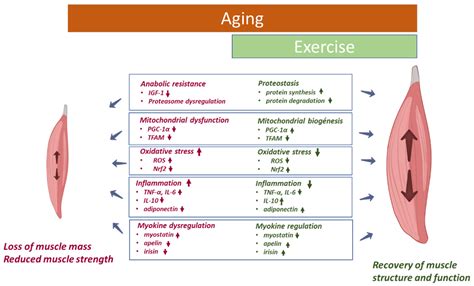 Ijms Free Full Text Effect Of Physical Activityexercise On