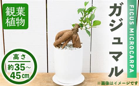 観葉植物ガジュマル 4号 陶器鉢受け皿付 m24 10アイエヌエー 大阪府箕面市ふるさとチョイス ふるさと納税サイト