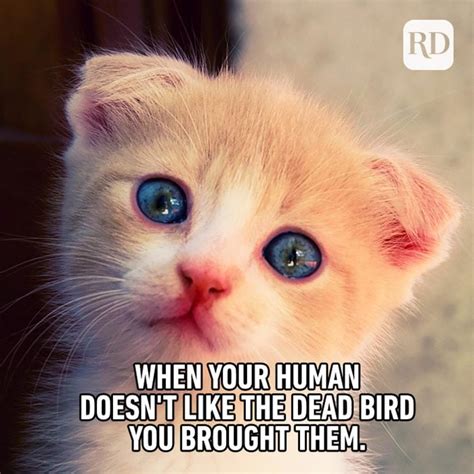 60 Cat Memes Youll Laugh At Every Time Readers Digest