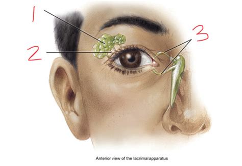 Anatomy And Physiology Lacrimal Apparatus Flashcards Quizlet