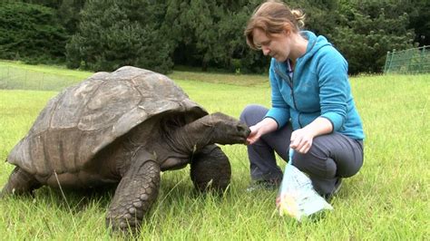 Jonathan the Seychelles: World's oldest tortoise turns 190