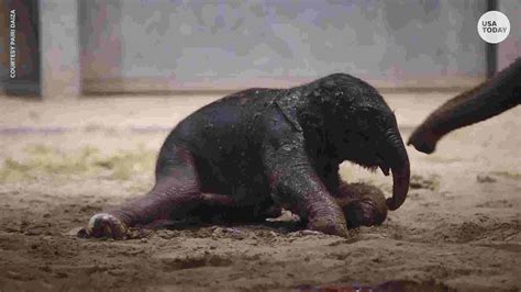 Baby elephant takes her first steps at Belgium zoo