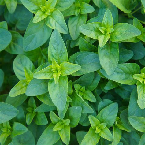 Origanum Vulgare Compactum Marjoram Stratford Garden Centre