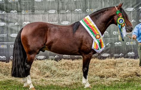 Ra A De Cavalo Crioulo Caracter Sticas Hist Ria Origem E Fotos