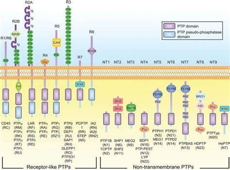 Protein tyrosine phosphatase - Alchetron, the free social encyclopedia