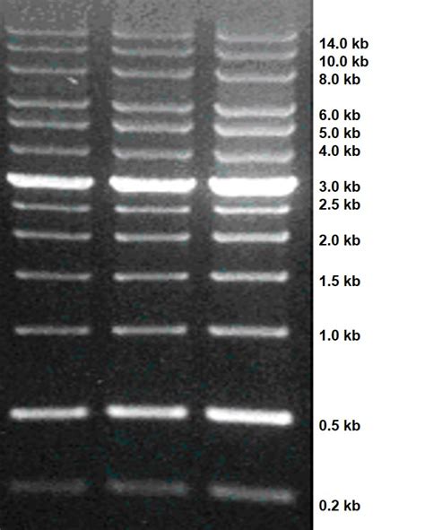 DNA 分子量标准 Marker R200 14000 bp DNA Marker R 200 14000 bp 生命科学产品与技术