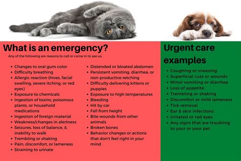 Veterinary Triage Chart