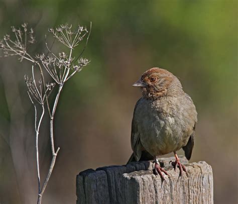 Pictures and information on California Towhee